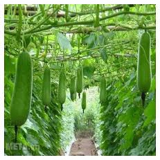 (Gói 15 hạt)Hạt giống bí đao siêu trái ,dễ trồng kháng bệnh tốt năng suất cao-Tổng kho hạt giống giá rẻ