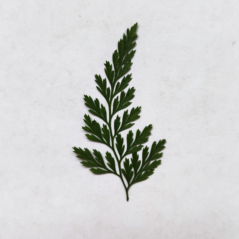 12 Phụ Kiện Đánh Dấu Trang Sách Hình Hoa Khô Bằng Nhựa Epoxy Độc Đáo Tiện Lợi