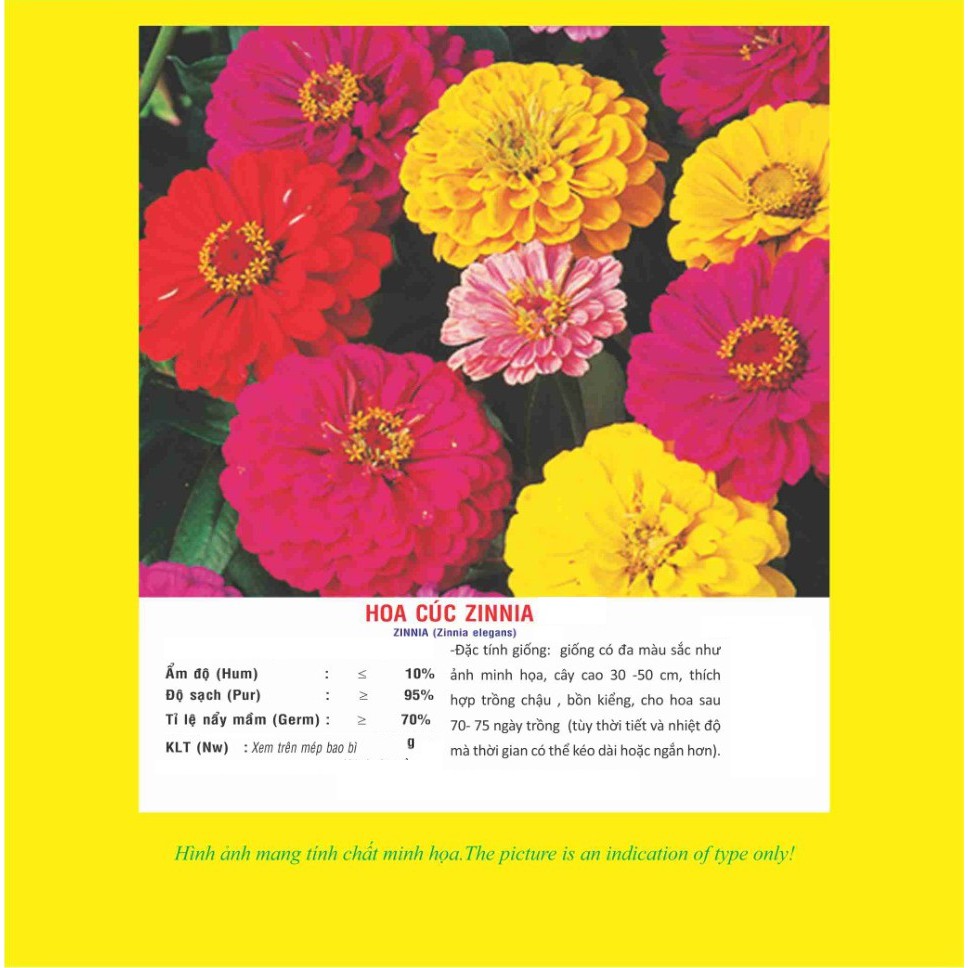 Hạt giống hoa cúc ngũ sắc Zinnia Italy VTP73 | Vạn Tín Store