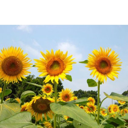 Hạt Giống Hoa hướng dương Dạng lùn F1