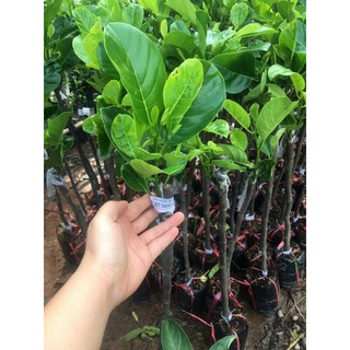mít ruột đỏ indo