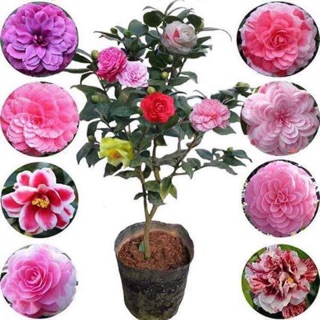 🎁🎁 TRÀ MY SẴN NỤ🌹 TRÀ MY GIÔNG✅  Chỉ còn : #80k