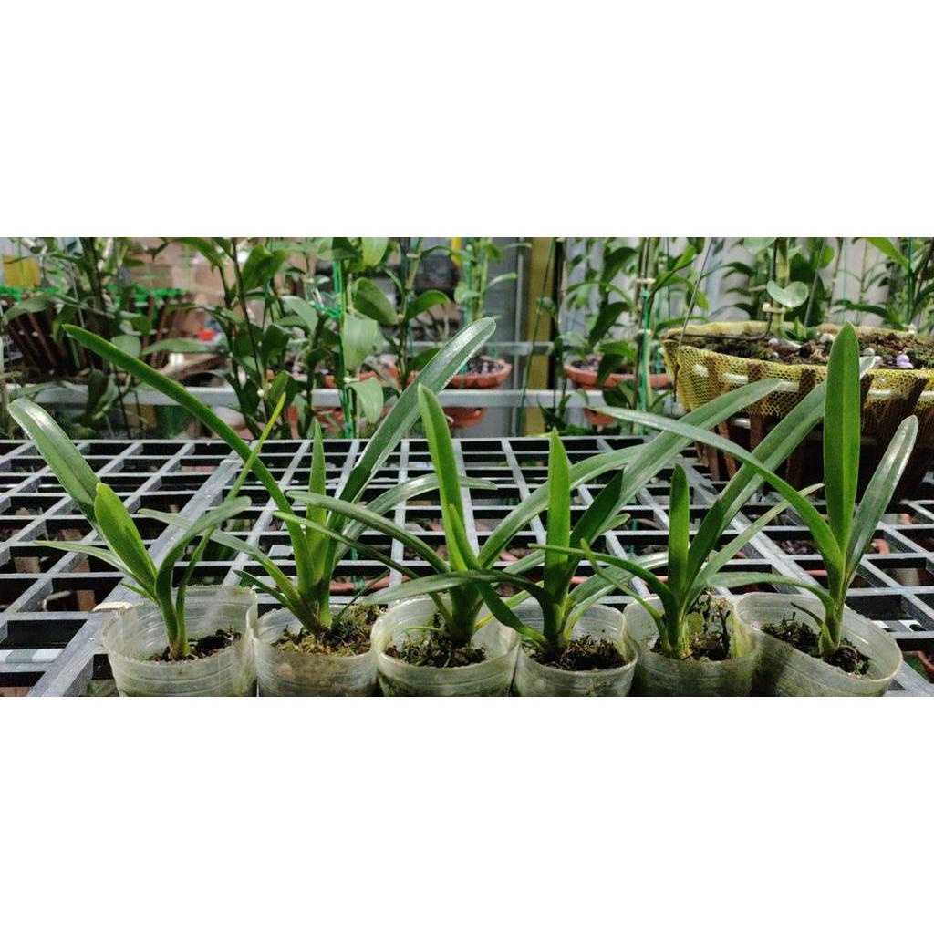 Lan kiếm hoàng long cây giống năm mốt