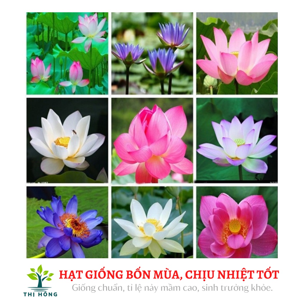 Hạt giống hoa súng mini nhiều màu 5H ( xuất xứ Nhật Bản)