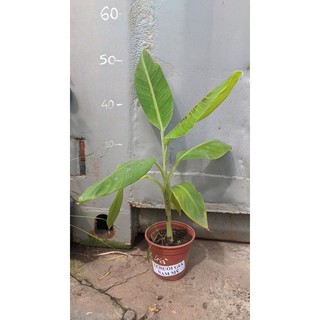 Chuối già Nam Mỹ