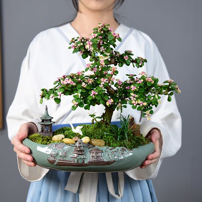 Lá Ngọc Kim Chi hình dạng chậu cây cảnh cũ đống thực vật nhiều thịt hoa lớn với chậu tốt nuôi trồng xanh trong nhà bốn m