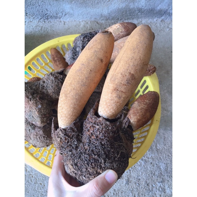 Nấm tích dương 500g | BigBuy360 - bigbuy360.vn