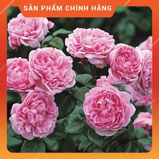 [ KHUYẾN MÃI] [Tặng Phân Bón+Kích Mầm] COMBO 3 Cây Hoa Hồng Leo Bishop-Hồng Ngoại HOA ĐẸP , CÂY KHỎE, GIÁ RẺ ,CHẤT LƯỢNG