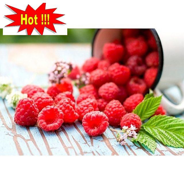 Hạt Giống Quả Mâm Xôi Đỏ Gói 20 hạt