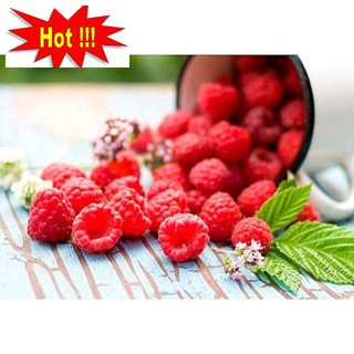 Hạt Giống Quả Mâm Xôi Đỏ Gói 20 hạt