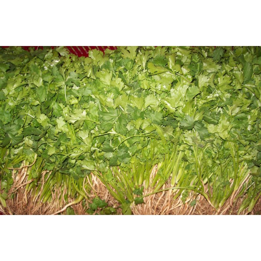 MẬT RỈ ĐƯỜNG SFARM - 1 LÍT (~1.33KG) - CHẤT LƯỢNG CAO - DÙNG Ủ PHÂN HỮU CƠ, SINH HỌC - CẢI TẠO ĐẤT