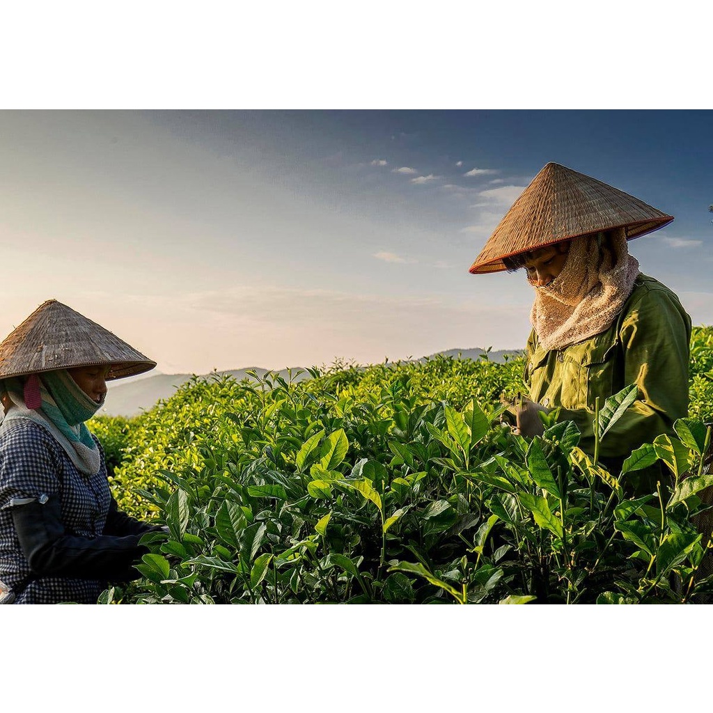 Trà búp 1 tôm 3 lá NON Tân Cương - Thái Nguyên thơm ngon, nước xanh, hậu ngọt sâu