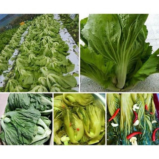 Cải bẹ dưa 20gram- cải dễ trồng quanh năm - Hoa Lụa Duy Minh