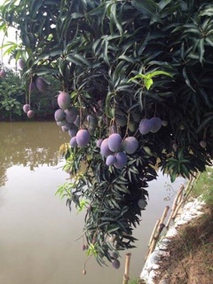 Cây Xoài Tím Thái Lan
