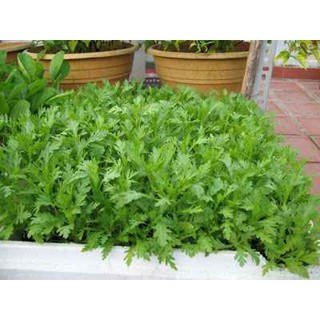 20 Gram Hạt giống Rau Tần Ô (Cải cúc)