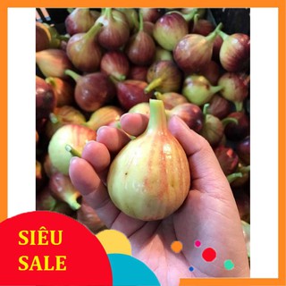 10 Hạt giống Sung Mỹ ngọt (tặng gói kích nẩy mầm và hướng dẫn) VIETPHAT