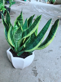 Chậu Lưỡi Hổ Size Lớn