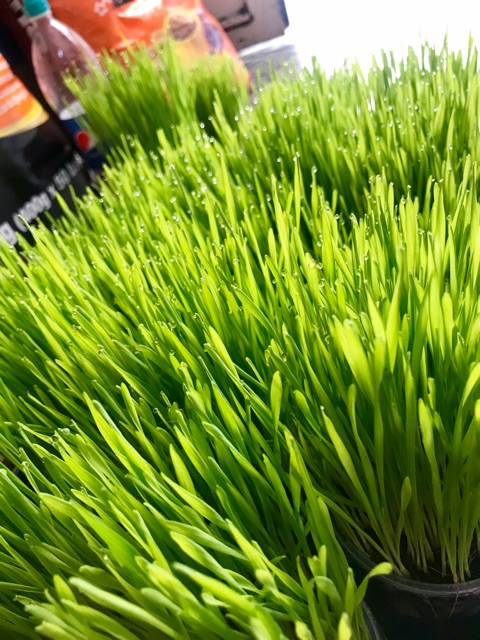 Hạt Giống Cỏ Lúa Mì Cho Chó Mèo Thỏ Hamster