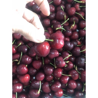 [Giao nhanh trong HCM] Cherry size 9