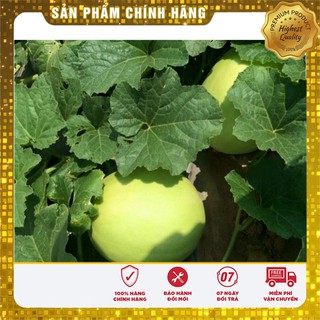 Hạt Giống Dưa Lê Siêu Ngọt(01g)
