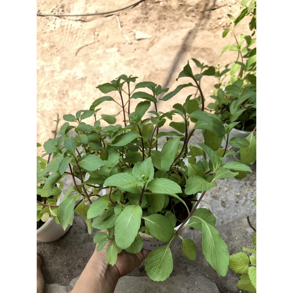 Chậu cây Bạc Hà Nhật - Japanese Mint