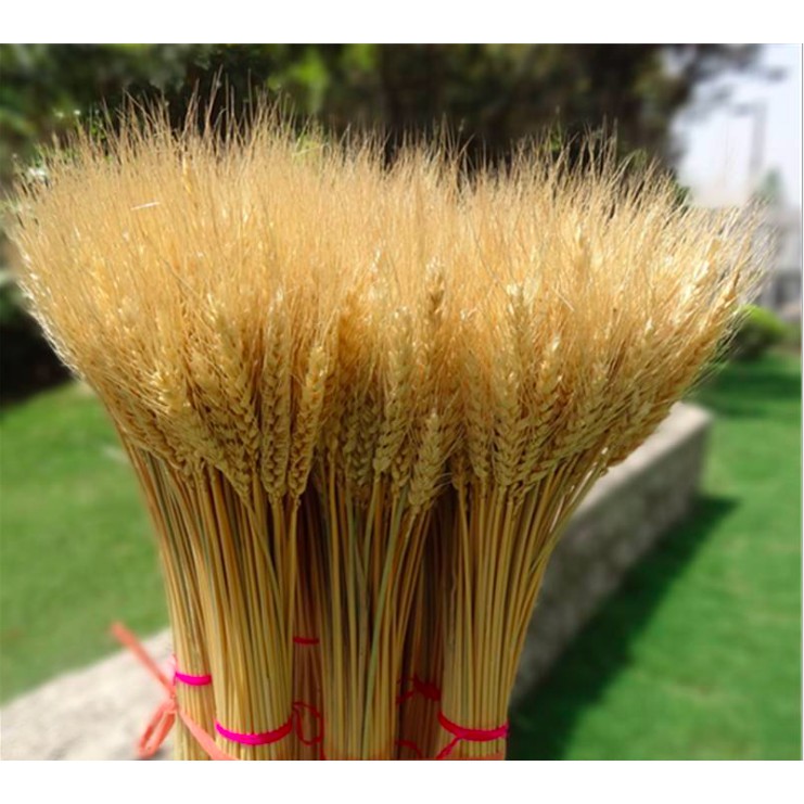 Lúa Mạch Khô - Dried Wheat Decor Phong Cách Bắc Âu Cổ Điển, Trang Trí Nhà Cửa