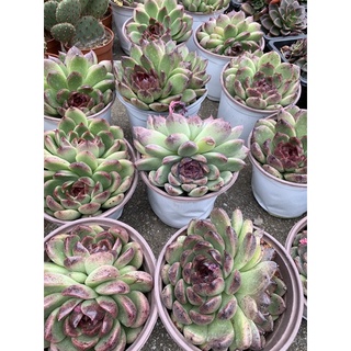 SEN ĐÁ GIỐNG MỚI 55