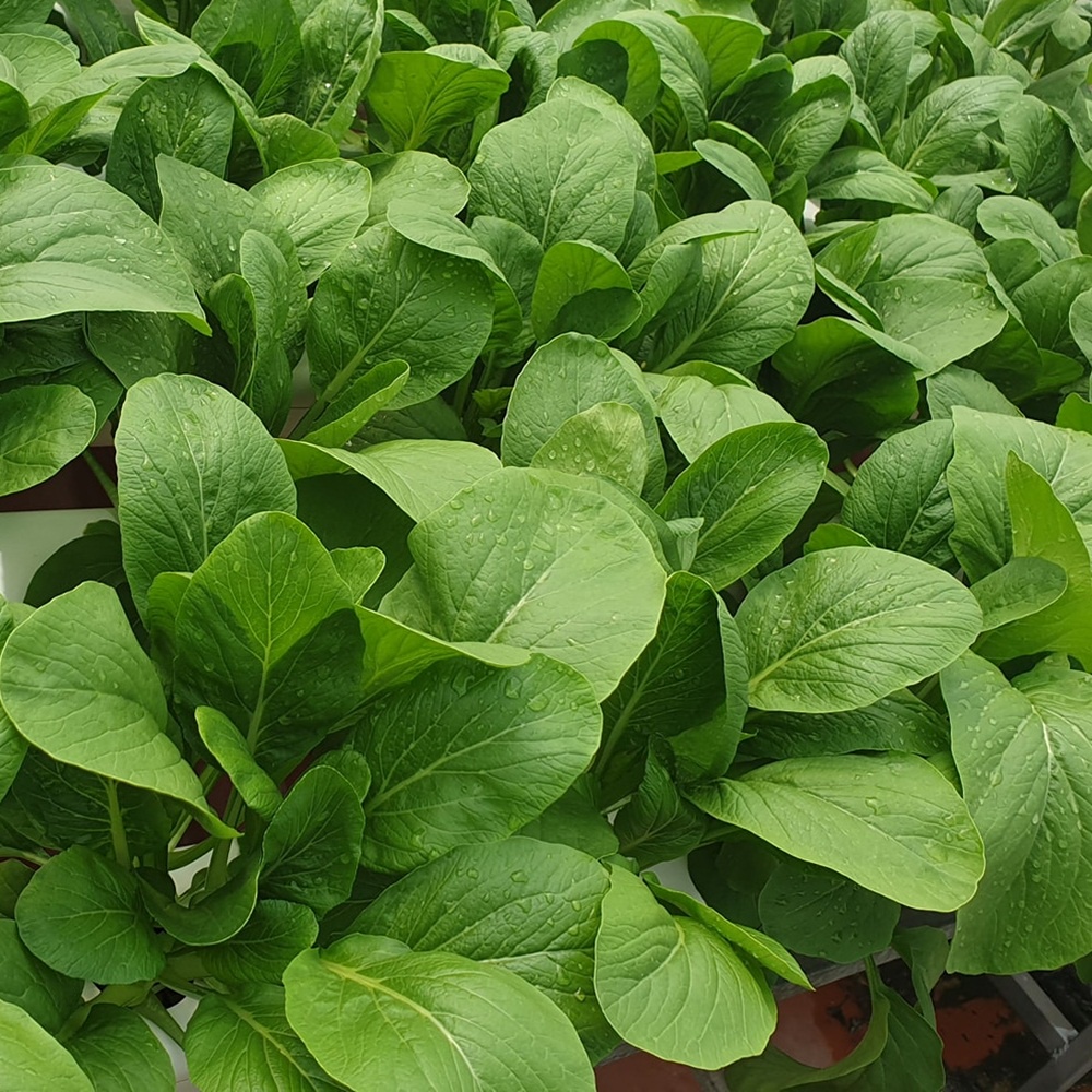 Hạt giống cải ngồng Improved chịu nhiệt nhập Mỹ - Johnny's Seeds