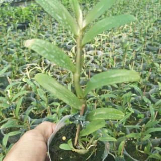 Hoa phong lan - Phi điệp bệt ma bó