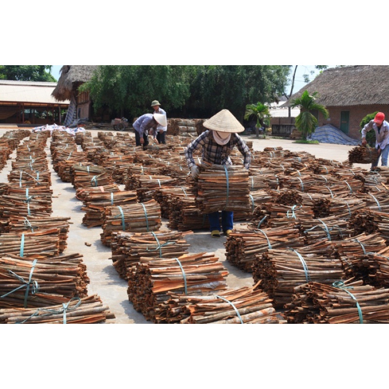 Cây quế giống Yên Bái gieo hạt cao 30- 50 cm