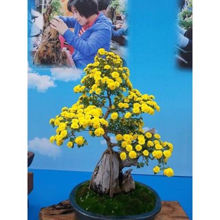 cúc cổ bonsai