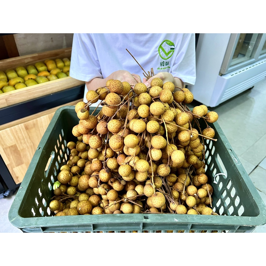 Nhãn Thái (500G/1KG) trái to cơm dày ăn giòn, vị ngọt đậm đà - Vũ Gia Farm