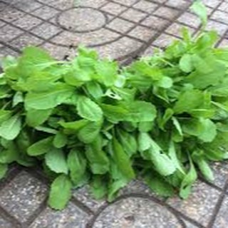 20gram HẠT GIỐNG CẢI XANH ĂN NON
