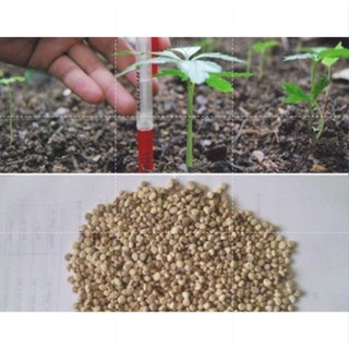 Hạt Giống Nhân Sâm Hàn Quốc (Gói 10 hạt)