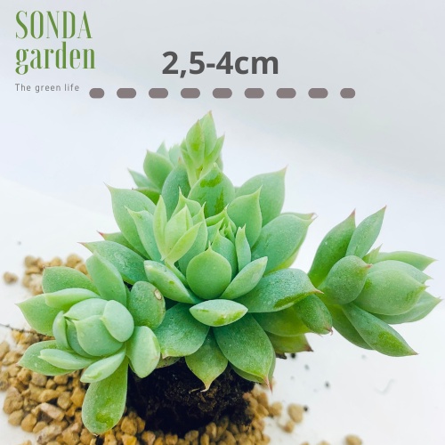 Sen đá dù kim SONDA GARDEN size mini 2.5-4cm, xuất xứ Đà Lạt, khoẻ đẹp, lỗi 1 đổi 1