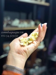 Trà hoa cúc trắng tháng 11