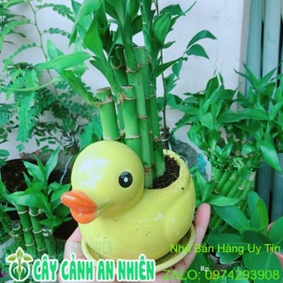 Trúc phát tài vịt vàng