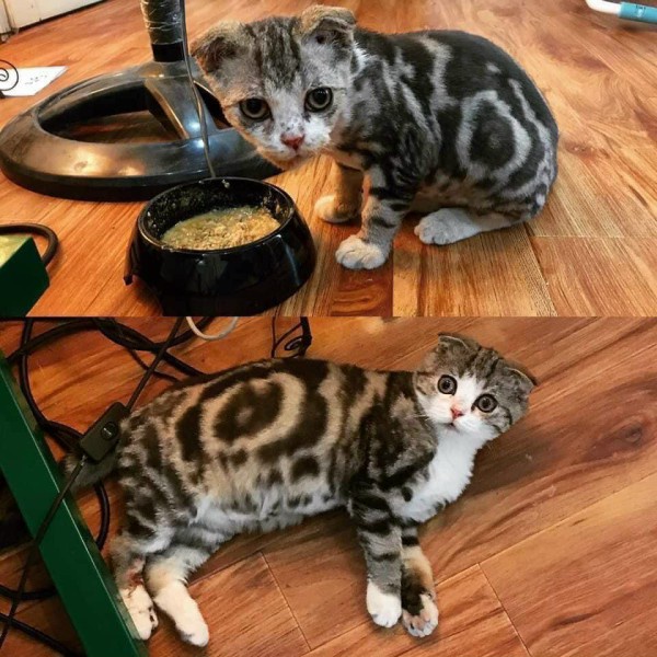 Pate Tươi Cho Mèo Vị Bò Hộp 500g Giàu Protein, Vitamin & Khoáng Chất Duy Trì Và Phát Triểu Khối Lượng Cơ Bắp