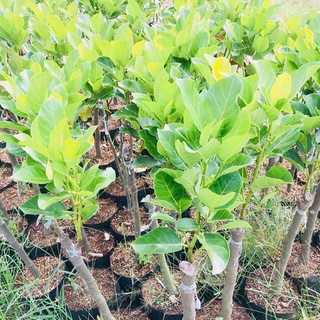 Cây giống MÍT RUỘT ĐỎ
