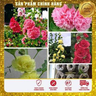 COMBO 10 viên nén ươm hạt và gói hạt giống hoa mãn đỉnh hồng kép nhiều màu ( 10 hạt)