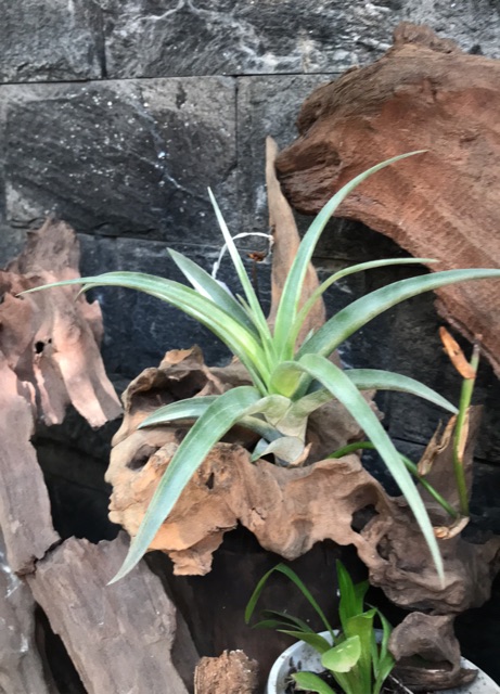 Cây không khí Tillandsia flexuosa