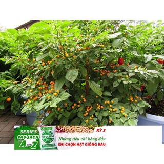 Gói 03 Hạt Giống Ớt Mắc Nhất Thế Giới Aji Charapita 570tr/kg Loại Ớt Ngon Và Đắt Nhất Thế Giới