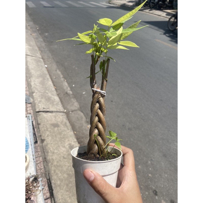 KIM NGÂN THẮT BÍM 3-5 GỐC
