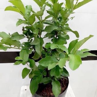 Cây giống ổi nữ hoàng