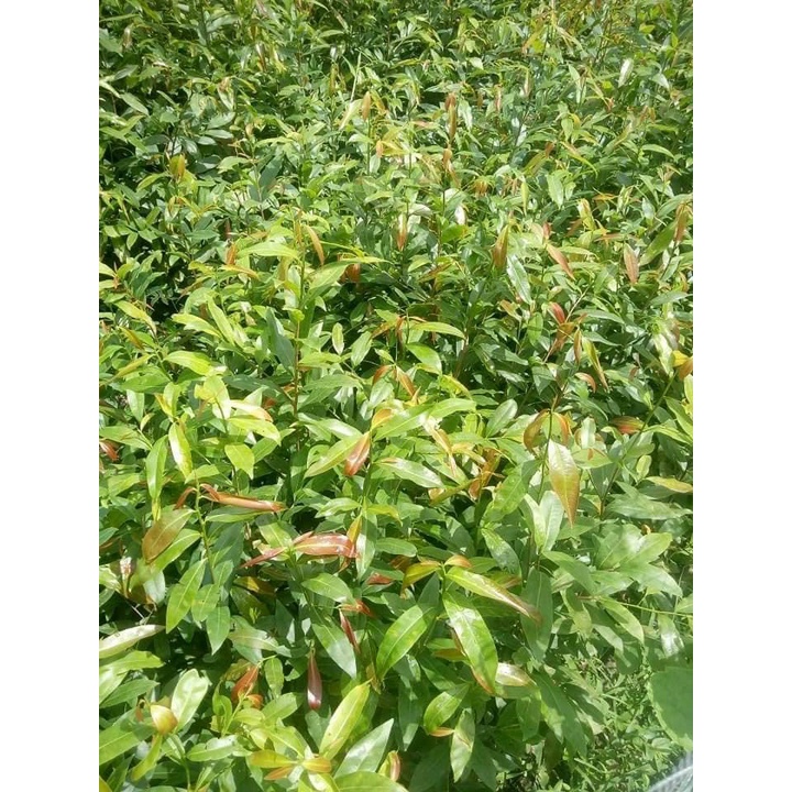 PHÂN DƠI SỆT - GIÚP TỐT CÂY, ĐẸP TRÁI, CẢI TẠO ĐẤT -  phân bón hữu cơ cao cấp - Can 5L