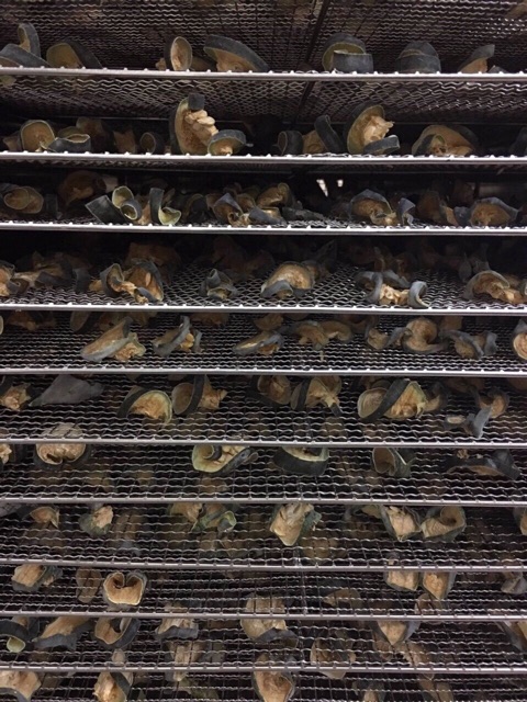 Set Trà Sâm Bí Đao 6 Vị - 9 Vị - Thanh Lọc Giải Nhiệt