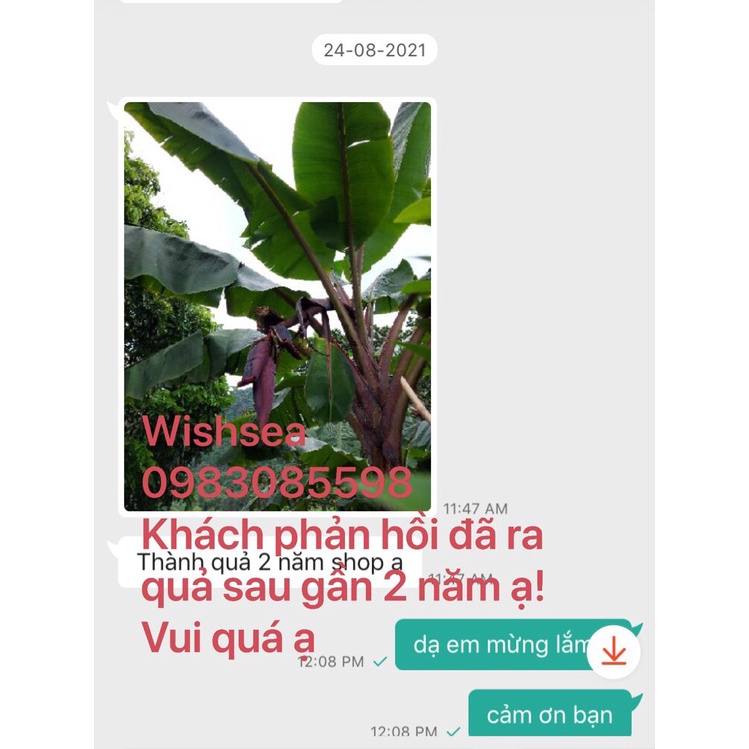 Cây chuối đỏ dacca nuôi cấy mô