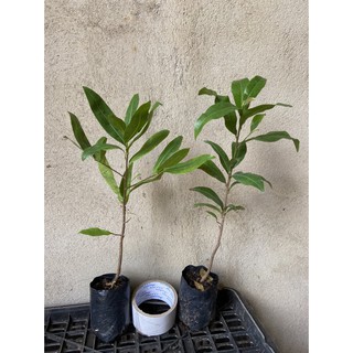 2 cây mai trắng giống ( bạch mai thái )