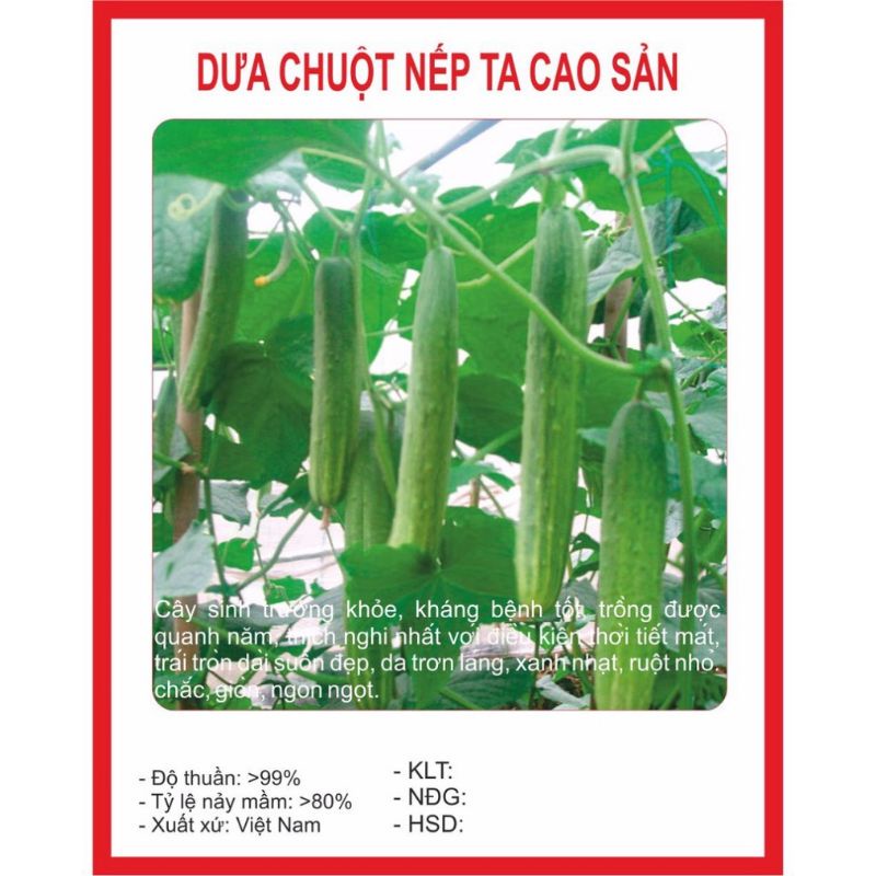 Hạt giống Dưa Chuột Nếp ( dưa leo)