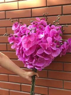 Lan hồ điệp cao su cao cấp